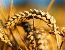 磷酸二氢钾在小麦上的用法