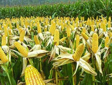 磷酸二氢钾在玉米上的用法