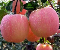 苹果施肥方案